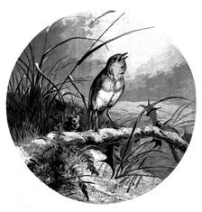 The Christmas Carol Singer - from a painting by Harrison Weir, 1858. Creator: Harrison Weir