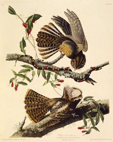 The chuck-will's-widow. From "The Birds of America", 1827-1838. Creator: Audubon, John James (1785-1851)