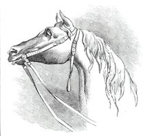The City Wellington Statue, head of the horse, 1844. Creator: Unknown
