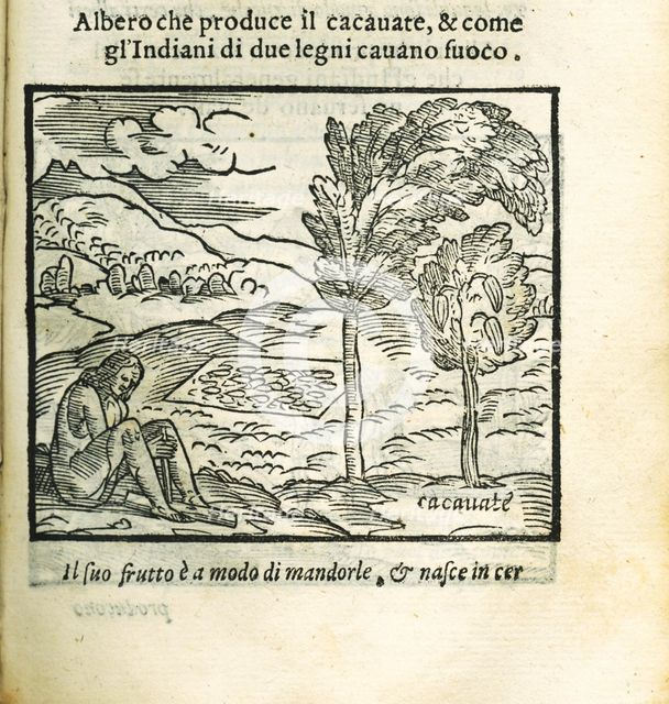 The cocoa tree. From Historia del Mondo Nuovo by Girolamo Benzoni, 1563. Creator: Anonymous.