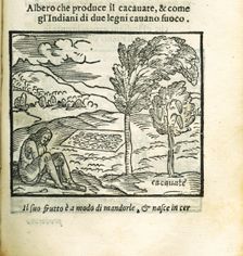 The cocoa tree. From Historia del Mondo Nuovo by Girolamo Benzoni, 1563. Creator: Anonymous