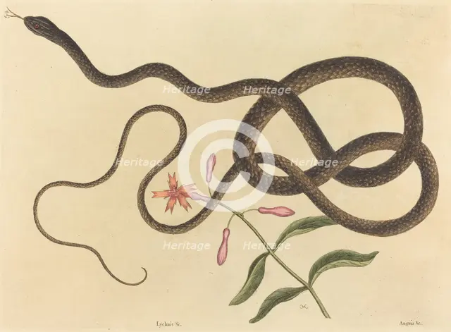 The Coach-whip Snake (Coluber flagellum), published 1731-1743. Creator: Mark Catesby.