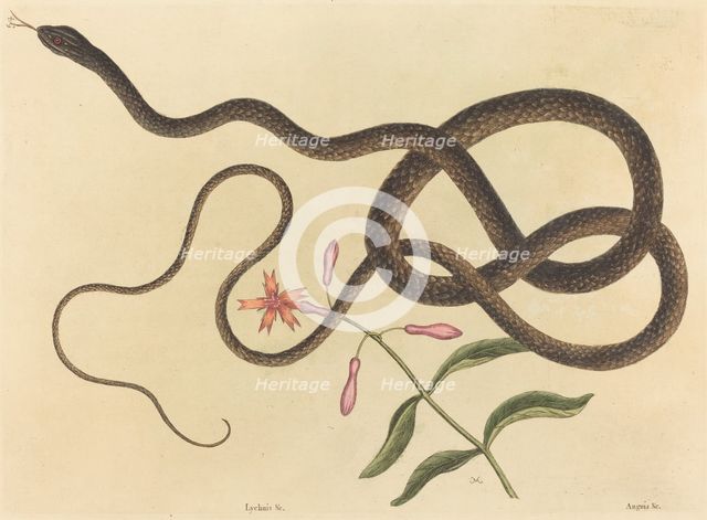 The Coach-whip Snake (Coluber flagellum), published 1731-1743. Creator: Mark Catesby.