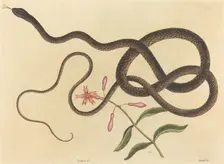 The Coach-whip Snake (Coluber flagellum), published 1731-1743. Creator: Mark Catesby