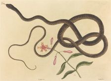 The Coach-whip Snake (Coluber flagellum), published 1731-1743. Creator: Mark Catesby