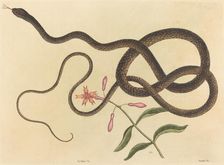 The Coach-whip Snake (Coluber flagellum), published 1731-1743. Creator: Mark Catesby