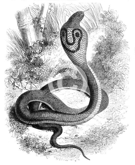 'The Cobra Di Capello', c1891. Creator: James Grant.