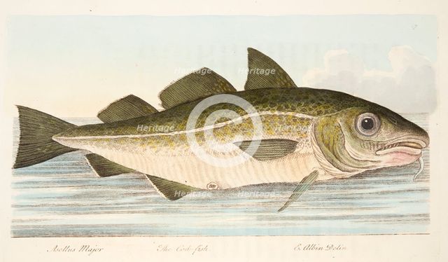 The Cod Fish, from A Treatise on Fish and Fish-ponds, pub. 1832 (hand coloured engraving)