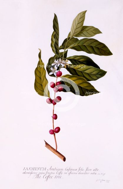The Coffee Tree, c. 1743 (hand coloured engraving). Creator: "Georg Dionysius Ehret (1710 - 70); Ehret, Georg Dionysius (1710-1770)".