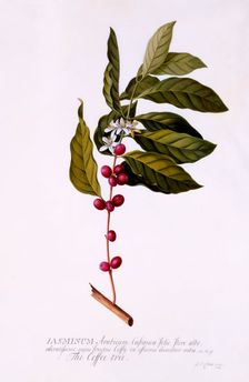 The Coffee Tree, c. 1743 (hand coloured engraving). Creator: "Georg Dionysius Ehret (1710 - 70); Ehret, Georg Dionysius (1710-1770)"