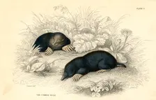 The common cole (Talpa europea), 1828. Creator: Unknown
