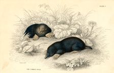 The common cole (Talpa europea), 1828. Creator: Unknown