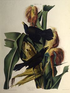 The common grackle. From "The Birds of America", 1827-1838. Creator: Audubon, John James (1785-1851)