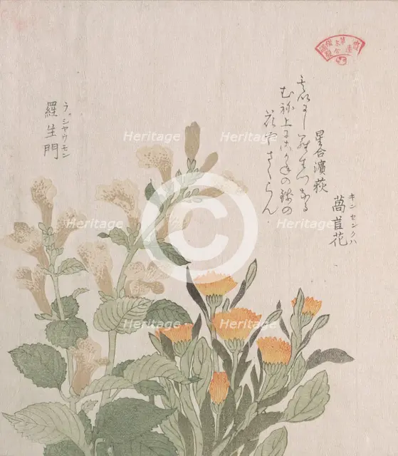 The Common Marigold and The Rajoman Flowers, 19th century. Creator: Kubo Shunman.