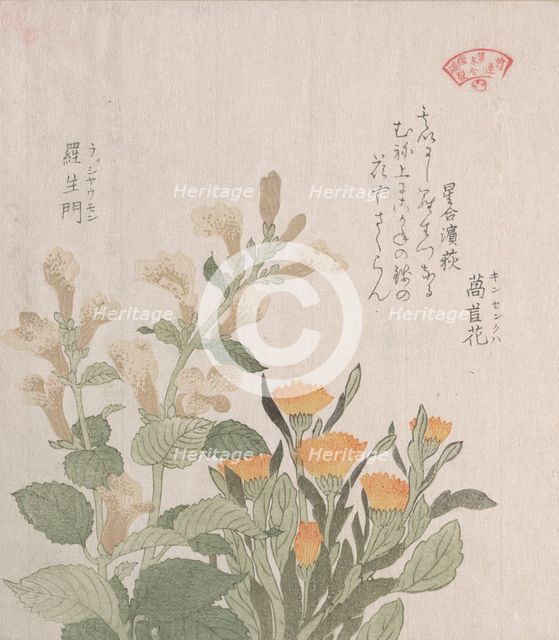 The Common Marigold and The Rajoman Flowers, 19th century. Creator: Kubo Shunman.