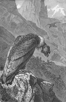 The Condor c1885, (1890). Artist: Robert Taylor Pritchett