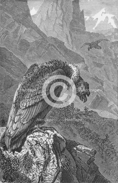 'The Condor',  c1885, (1890). Artist: Robert Taylor Pritchett.