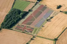 The Confetti Flower Field and Union Jack commemorative field, Worcestershire, 2017. Creator: Damian Grady