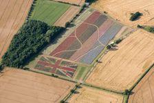 The Confetti Flower Field and Union Jack commemorative field, Worcestershire, 2017. Creator: Damian Grady