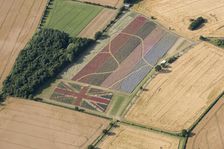 The Confetti Flower Field and Union Jack commemorative field, Worcestershire, 2017. Creator: Damian Grady