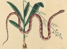 The Corn Snake (Coluber fulvius?), published 1731-1743. Creator: Mark Catesby