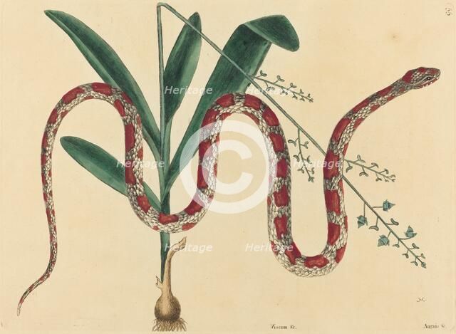 The Corn Snake (Coluber fulvius?), published 1731-1743. Creator: Mark Catesby.