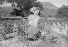 The cornfield, c1906. Creator: Edward Sheriff Curtis