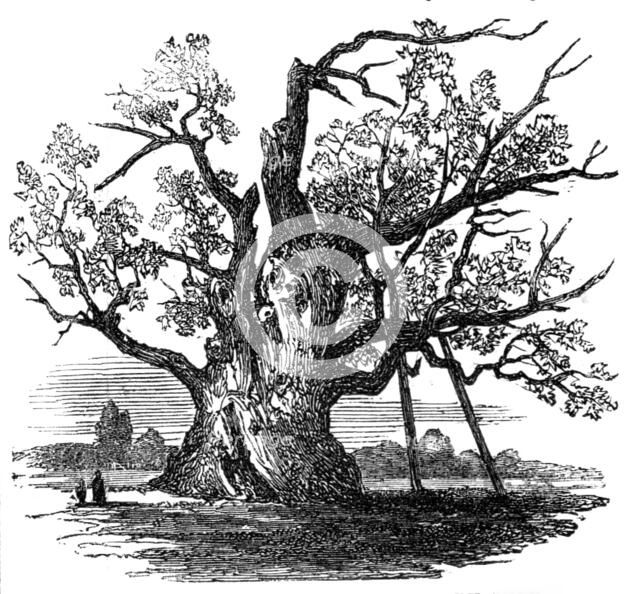 The Cowthorpe Oak, near Wetherby, York, 1857. Creator: Unknown.