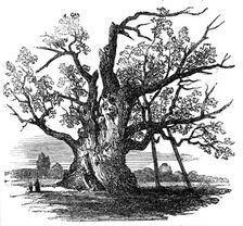 The Cowthorpe Oak, near Wetherby, York, 1857. Creator: Unknown