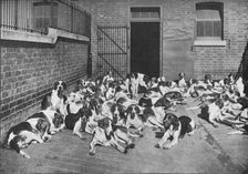 The Cottesmore Pack c1902, (1903). Artist: Elliott & Fry