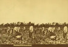 The cotton fields of the south, [Men picking cotton], (1868-1900?). Creator: Unknown