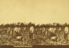 The cotton fields of the south, [Men picking cotton], (1868-1900?). Creator: Unknown