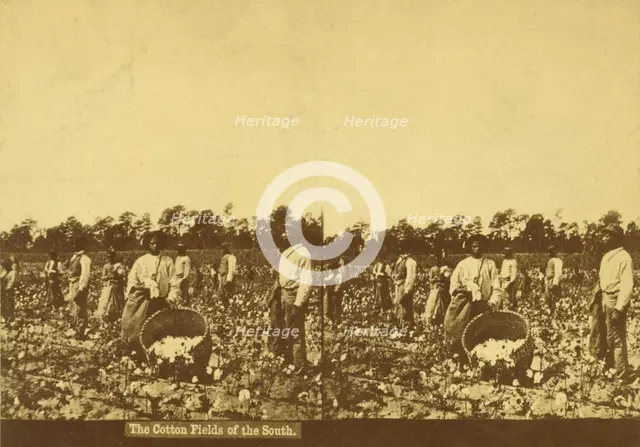 The cotton fields of the south, [Men picking cotton], (1868-1900?). Creator: Unknown.