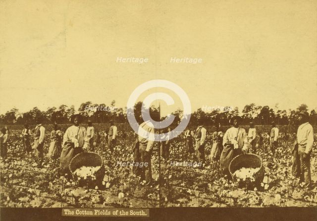 The cotton fields of the south, [Men picking cotton], (1868-1900?). Creator: Unknown.