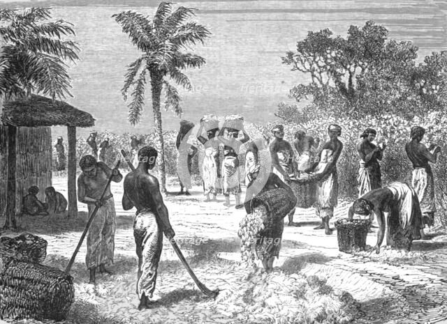 The Cotton Harvest; Rio De Janeiro and the Organ Mountains', 1875. Creator: Thomas Woodbine Hinchliff.