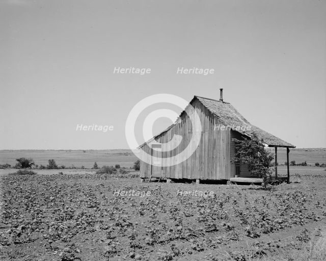 The cotton lands of Ellis County, Texas, 1937. Creator: Dorothea Lange.