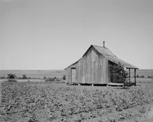 The cotton lands of Ellis County, Texas, 1937. Creator: Dorothea Lange