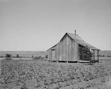 The cotton lands of Ellis County, Texas, 1937. Creator: Dorothea Lange