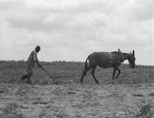 The cotton sharecropper's unit, Greene County, Georgia, 1937. Creator: Dorothea Lange