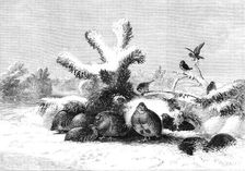 "The Covey" - painted by J. Wolf - from the Exhibition of the British Institution, 1857. Creator: Mason Jackson