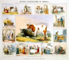 The Cow, c1850. Creator: Benjamin Waterhouse Hawkins
