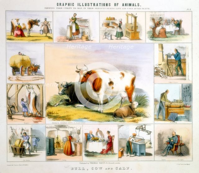 The Cow, c1850. Creator: Benjamin Waterhouse Hawkins.