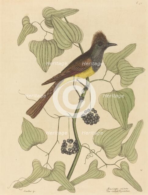 The Crested Flycatcher (Muscicapa cristata), published 1754. Creator: Mark Catesby.
