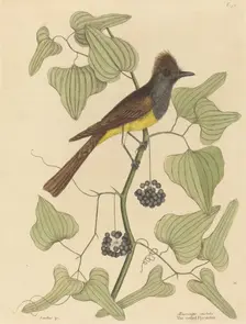 The Crested Flycatcher (Muscicapa cristata), published 1754. Creator: Mark Catesby
