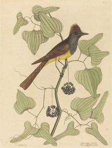 The Crested Flycatcher (Muscicapa cristata), published 1754. Creator: Mark Catesby
