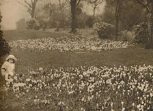 The Crocus Carpet of Spring c1935. Creator: Unknown