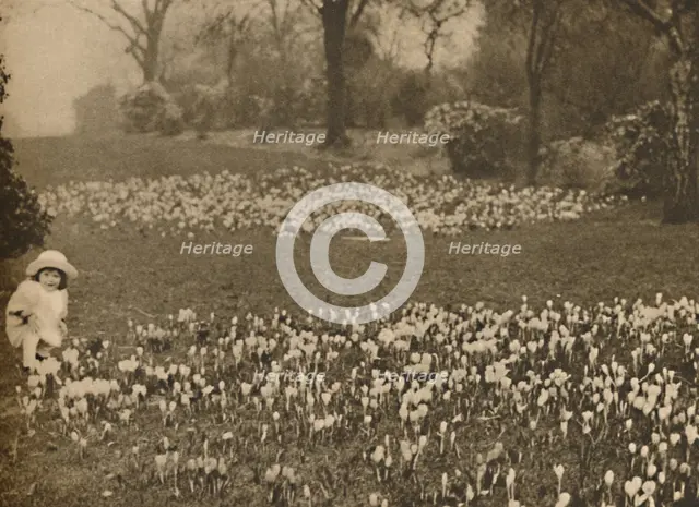 'The Crocus Carpet of Spring', c1935. Creator: Unknown.