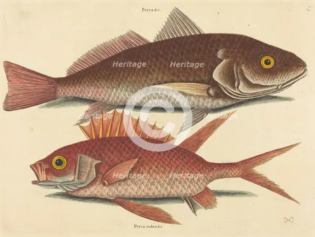 The Croker (Perca undulata), published 1731-1743. Creator: Mark Catesby.