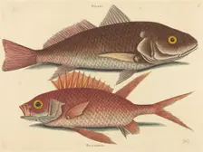 The Croker (Perca undulata), published 1731-1743. Creator: Mark Catesby
