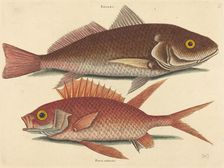 The Croker (Perca undulata), published 1731-1743. Creator: Mark Catesby